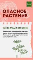 ️ Не обожгись: главные правила безопасности с борщевиком ️ Не обожгись: главные правила безопасности с борщевиком.